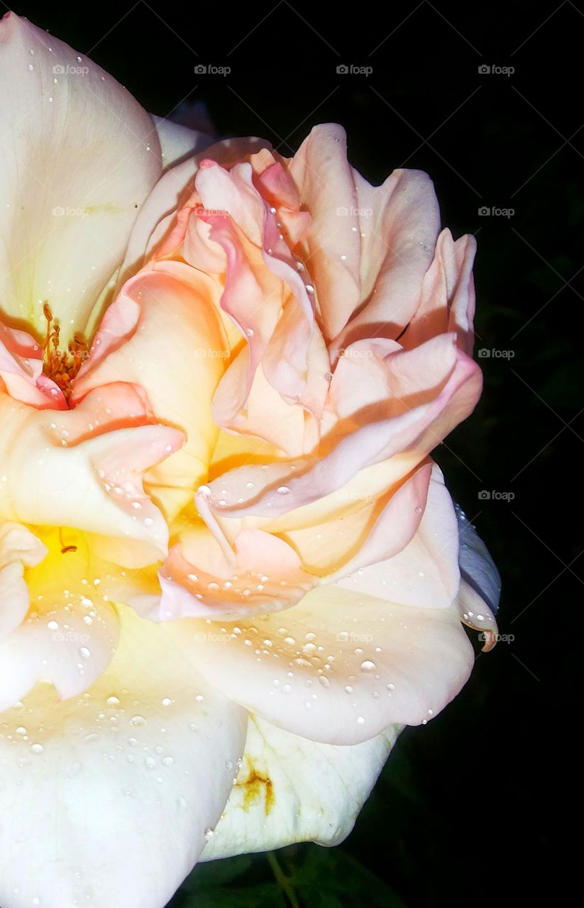 Rose with creamy, carnation, lemonade and french rose pink all together in perfect amalgamation. Delightful to eyes to see such layers of  beauty embellished with drizzle of rain droplet.