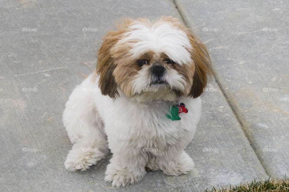 scruffy Shin Tzu sitting on the sidewalk