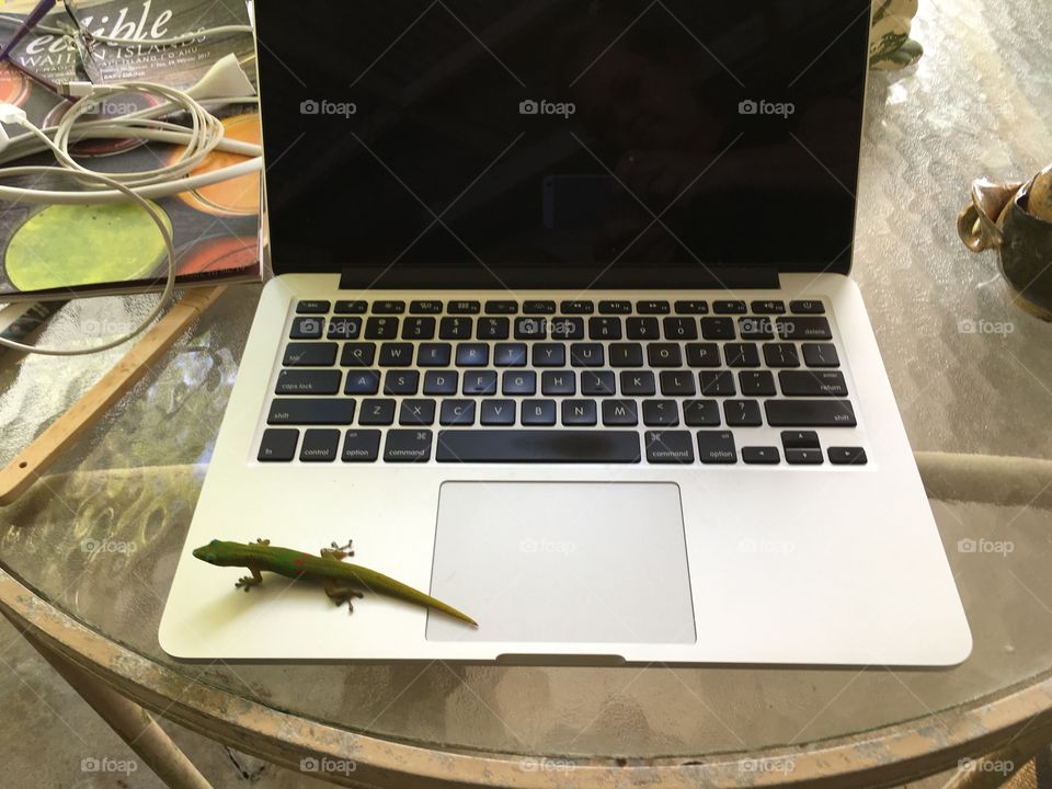 Lizard on computer