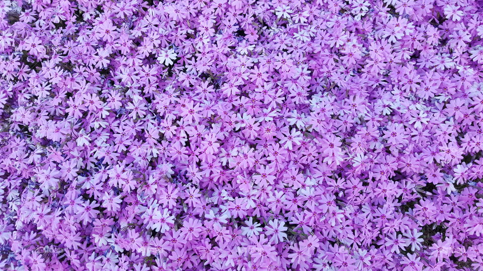 A bed of purple