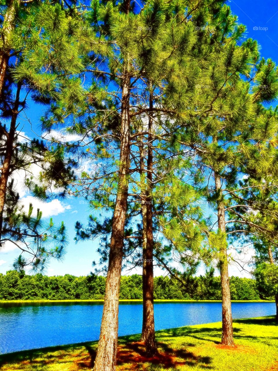 Scenic lake view through the trees