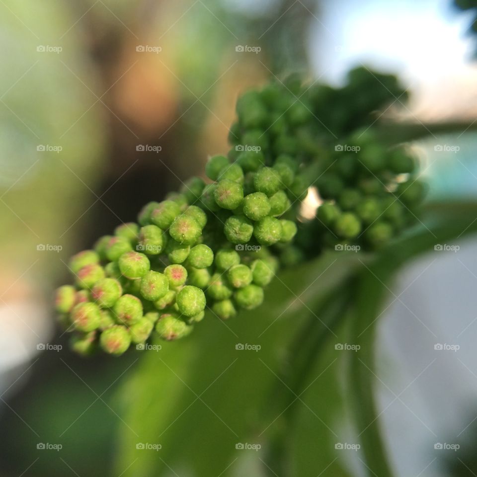 Nature, Leaf, Food, Flora, Tree