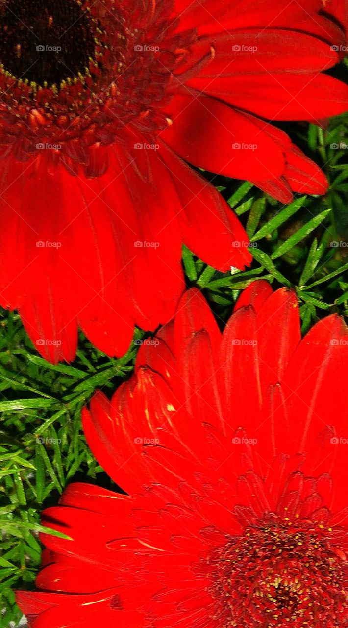 red colour big flower