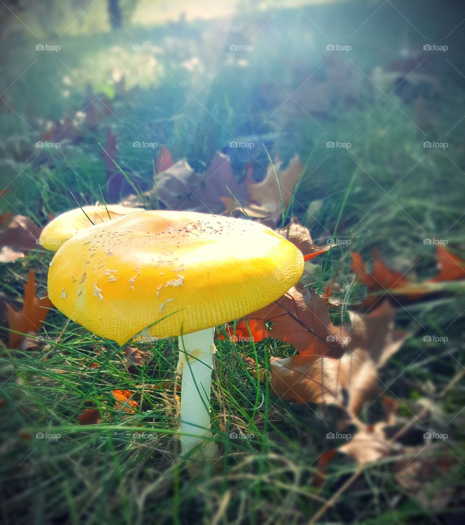mushrooms with the sun's rays