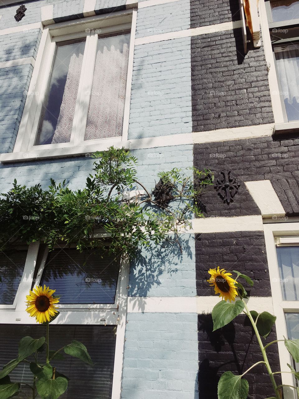 Sunflowers on amsterdam home 
