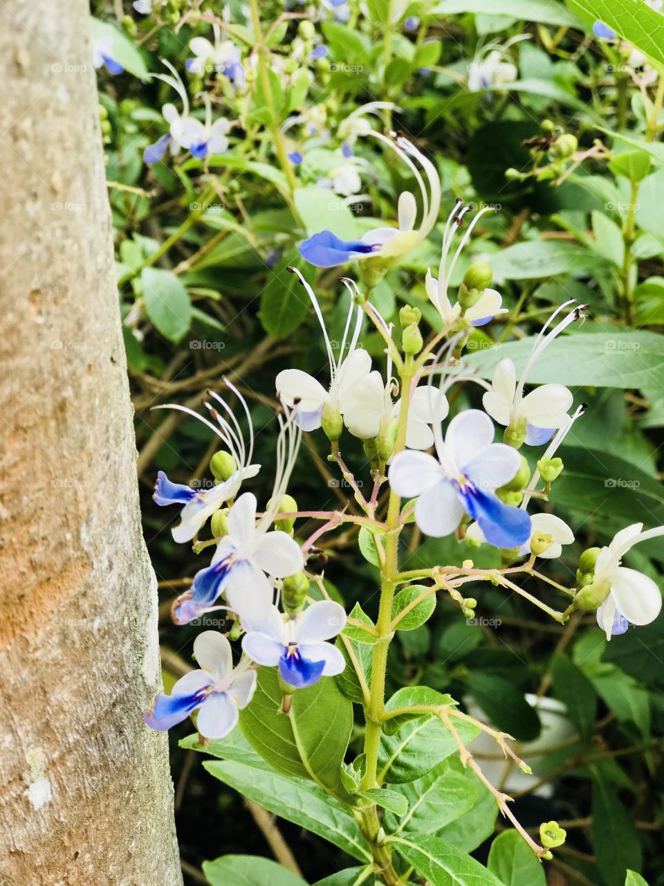 Butterfly flowers,5 petal flowers,blue and white combination flowers