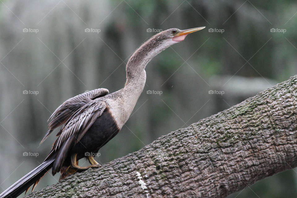 Anhinga