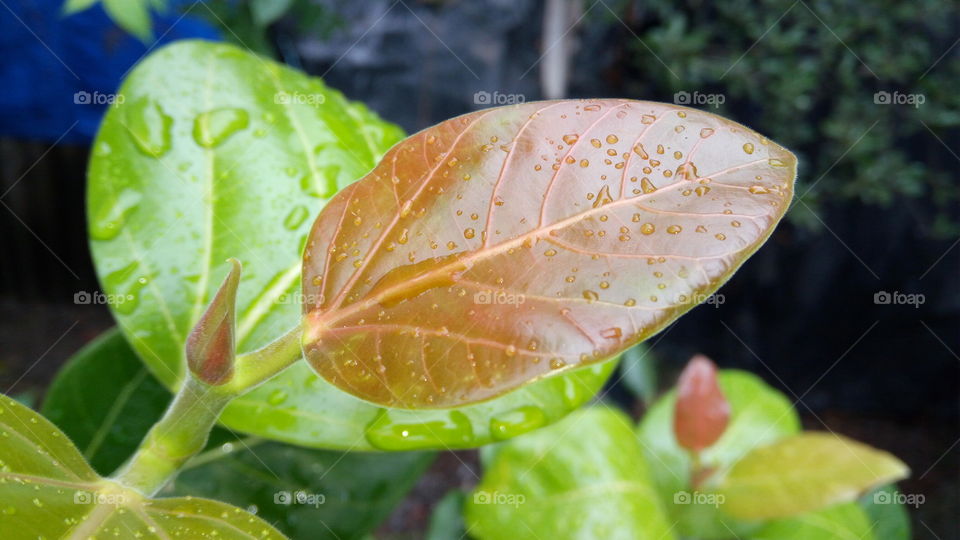 Colour leaf with droplets