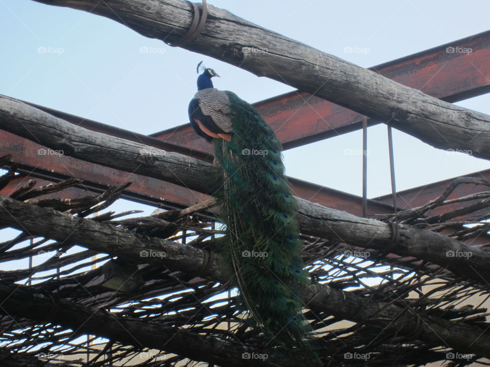 Colorful Peacock on Wooden Beams, Cattlemen's Ranch, Fabens, Texas