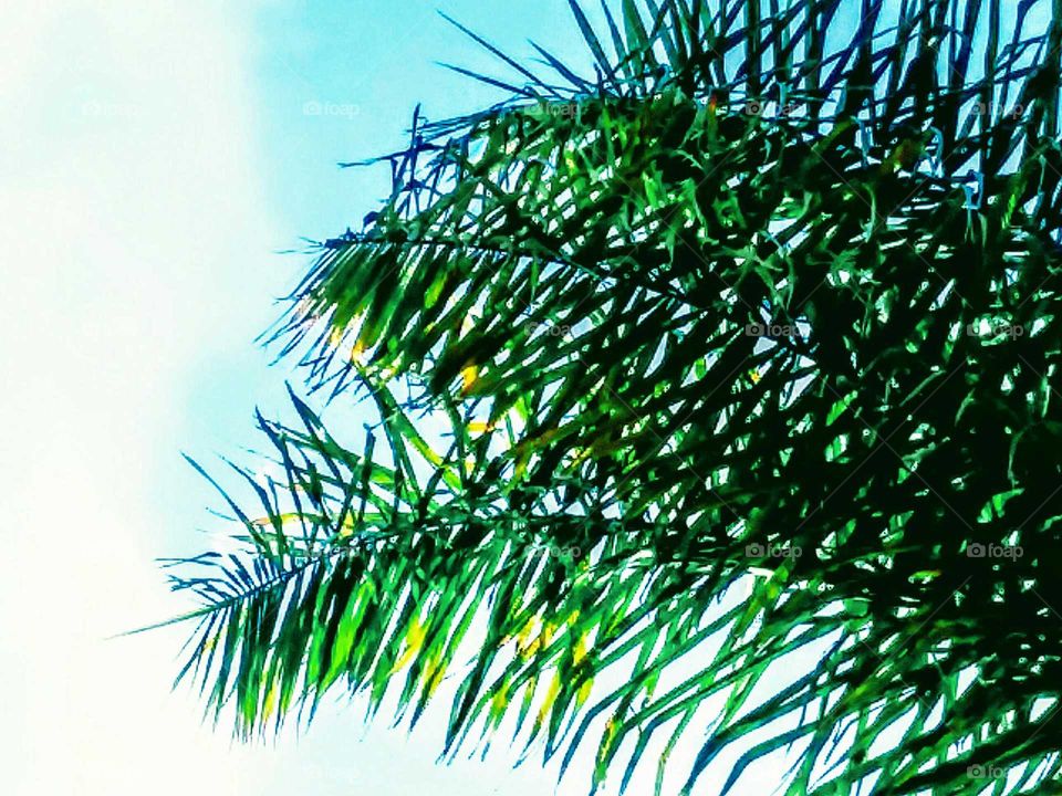 Blue Sky Palm Frond