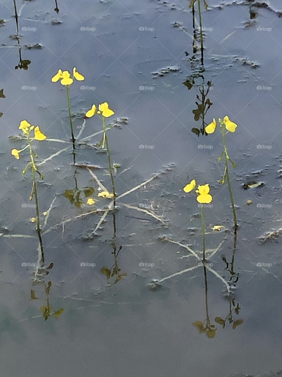 Plants around us, My garden ( Countryside)