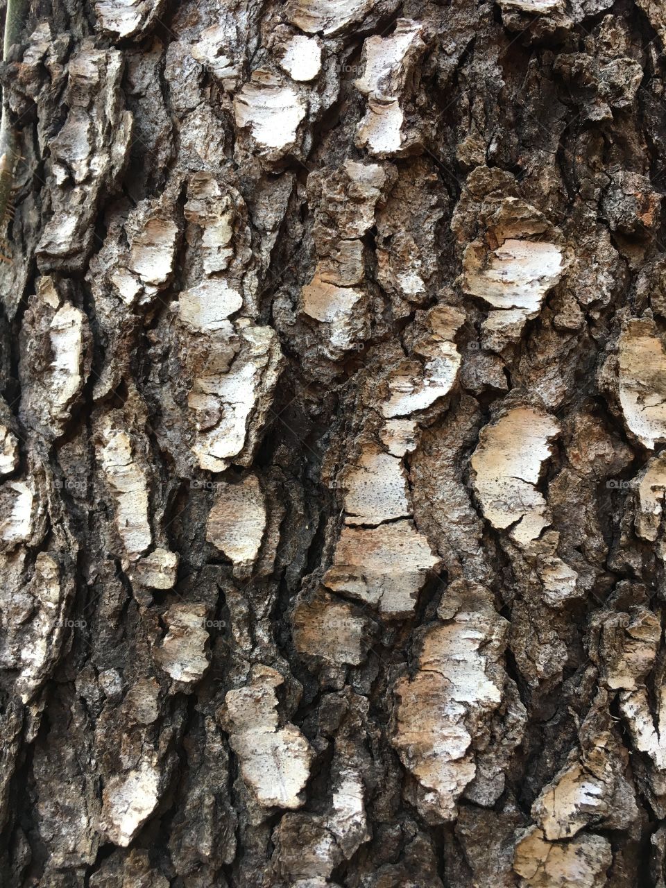 Bark pattern