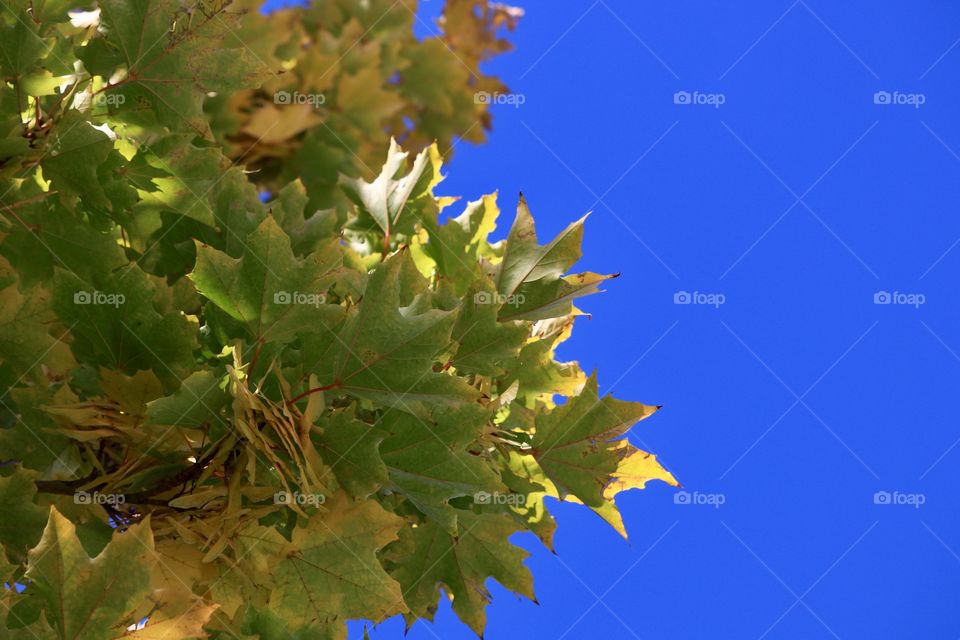 Autumn maple tree and leaves against a blue sky, minimalistic desktop or background image 