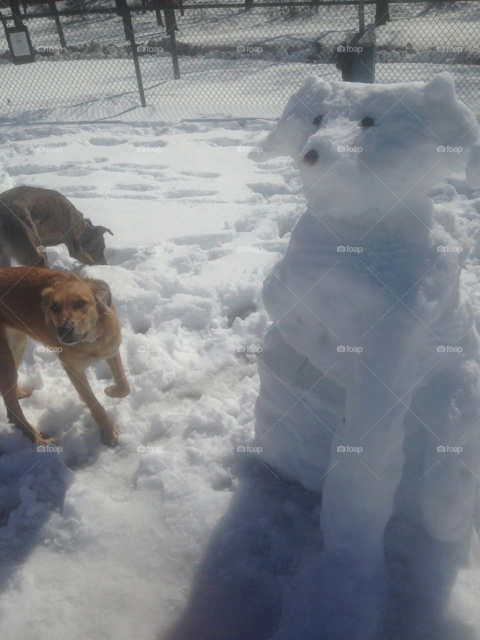 No dog like a snow dog-  I built that myself