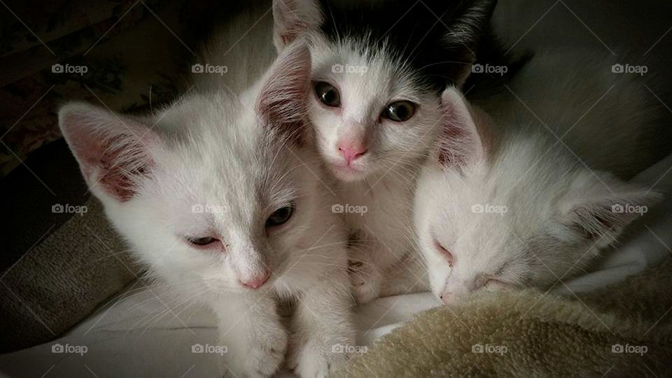 Kitten Trio 1