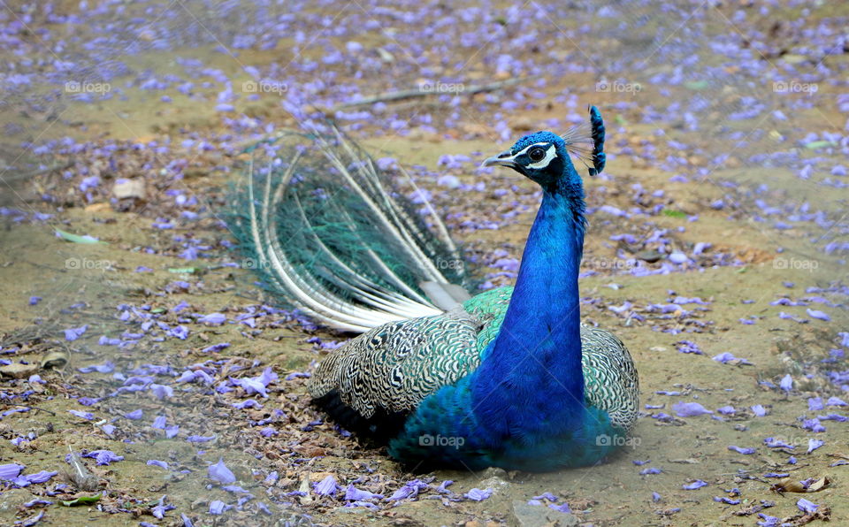 A beautiful male peacock resting at the purple flower background ♥️