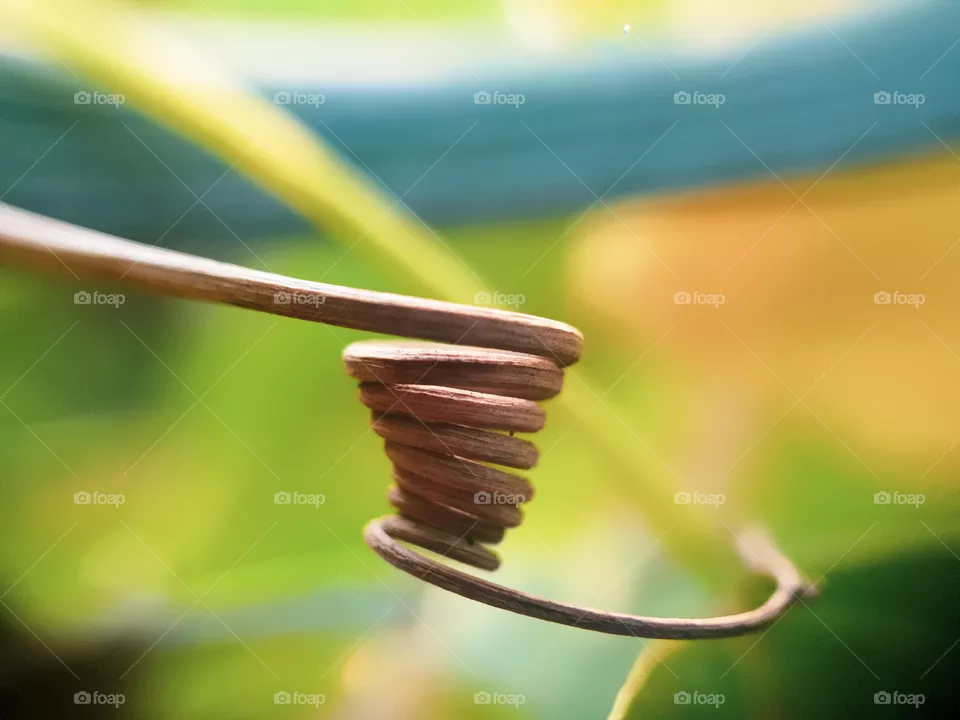 vine plant spiral dried out