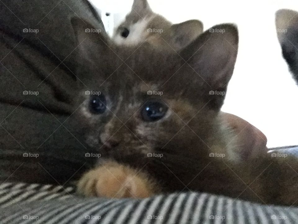 Chocolate Tortie Kitten