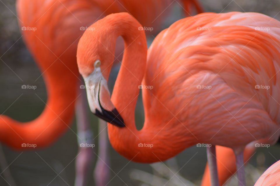 Flamingo