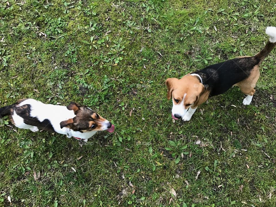 Two dogs meeting in a park: a mutt and a beagle