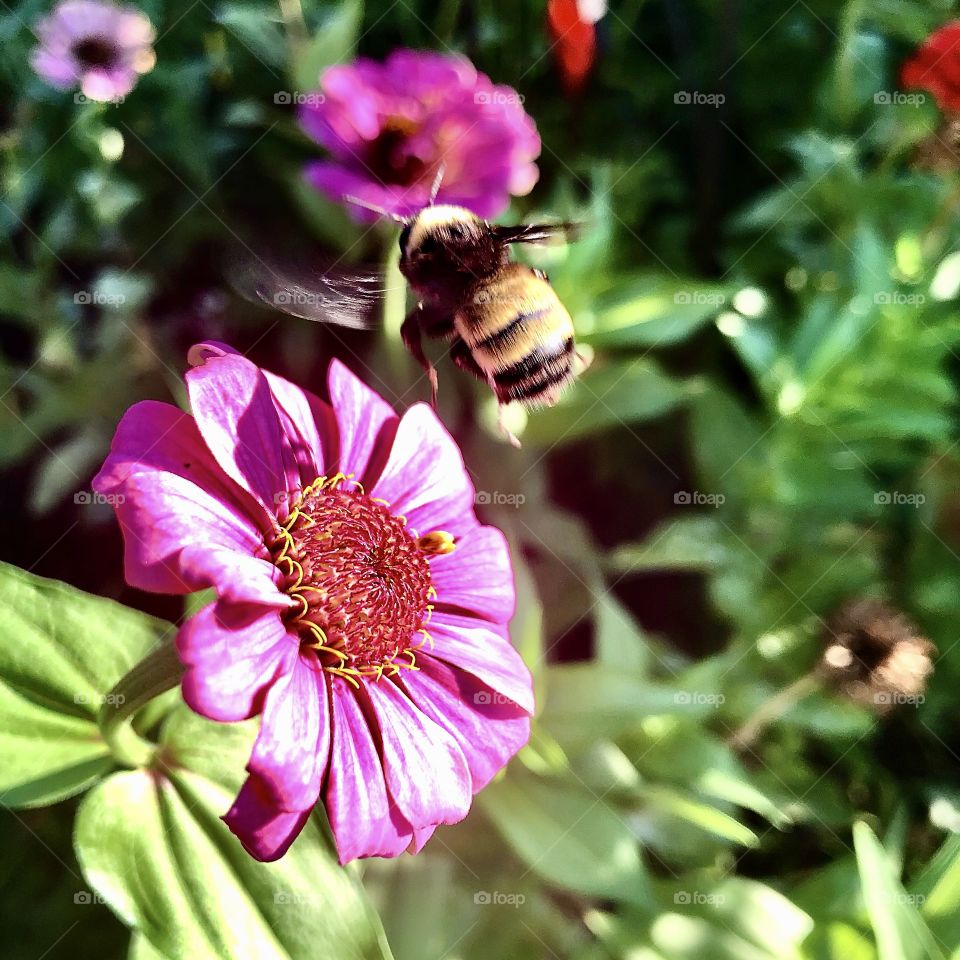 Bumble bee pollinating a pink wildflower.