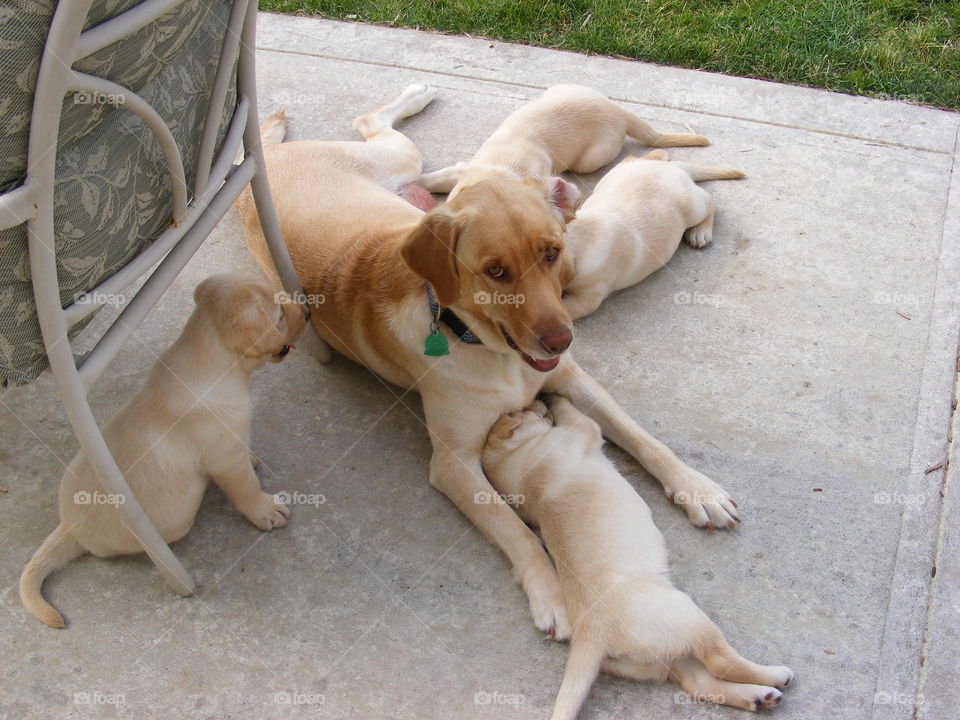 Yellow labs