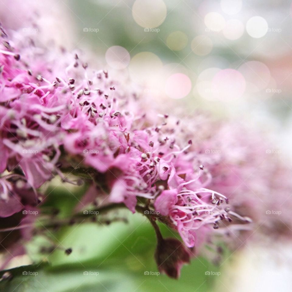 Flower, Nature, Flora, Leaf, Floral