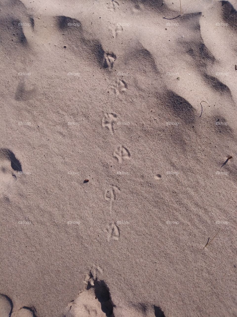 Bird footprints on beach