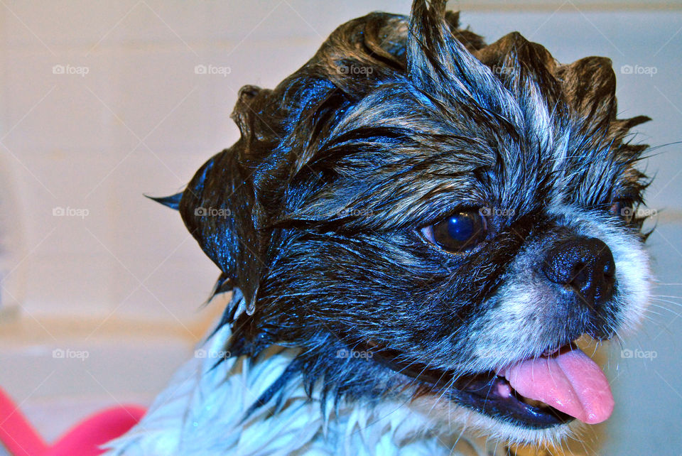 Happy Pekingese dog having a refreshing bath in bathtub