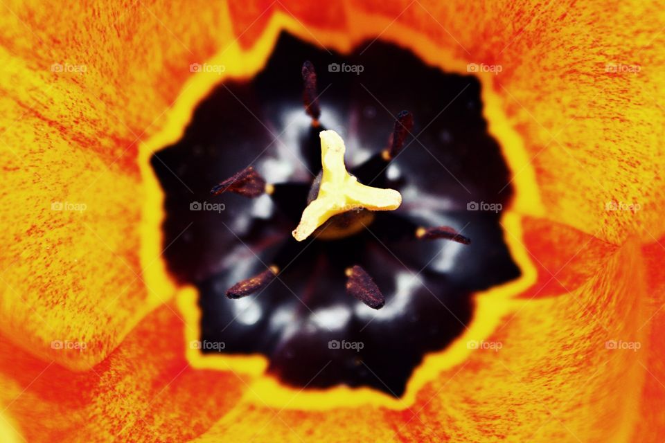 Spring time red and yellow tulip