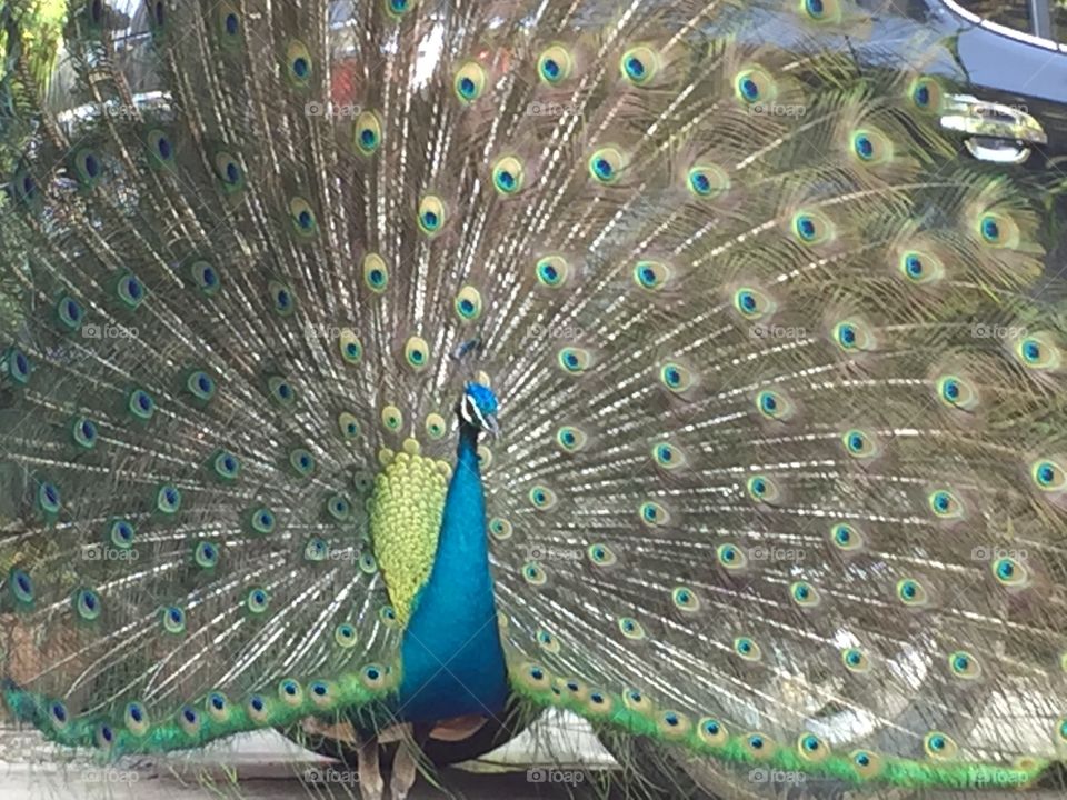 Peacock, Feather, Bird, Exhibition, Peafowl