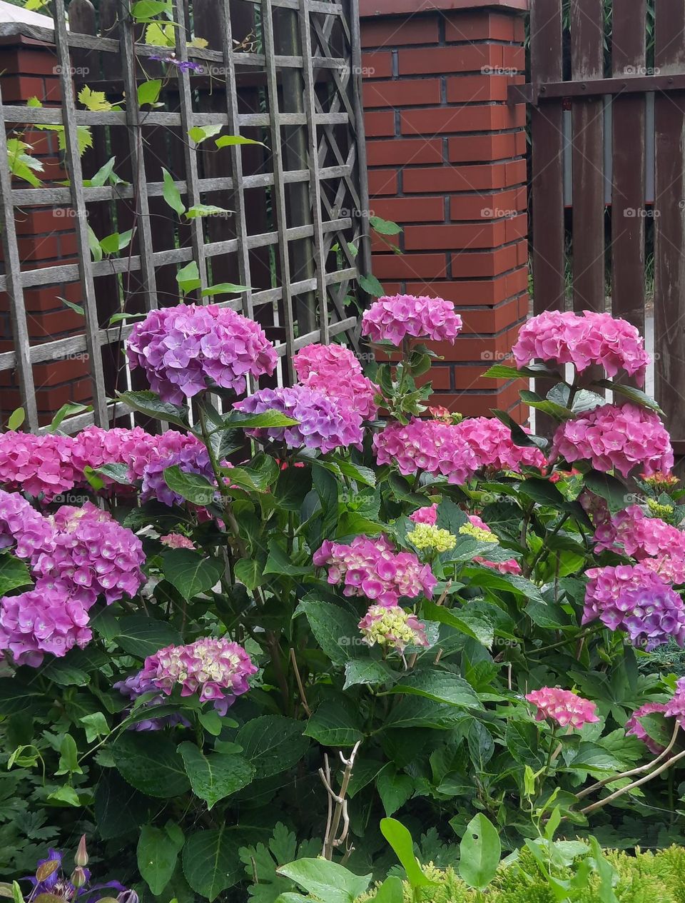 magenta hydrangea bouquet