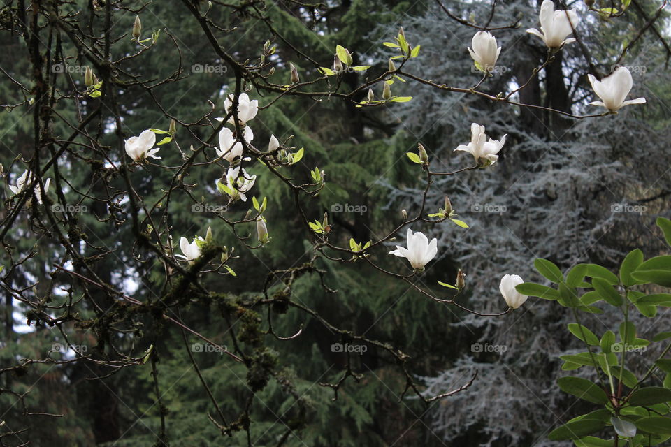 Dogwood Blossom. Dogwood blossom in Portland