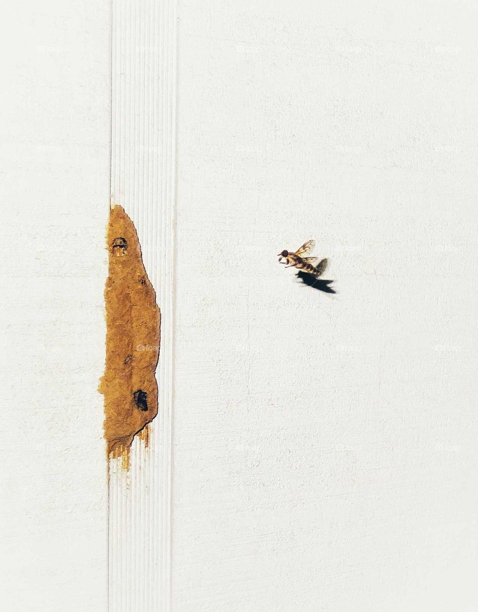 a horse-fly flying near a dirt-dobber nest