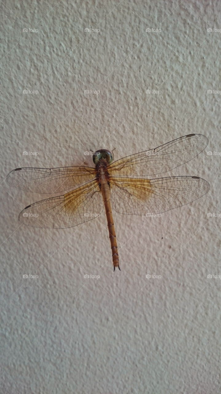 Details of life on earth. "One way to get the most out of life is to look upon it as an adventure." ~William Feather