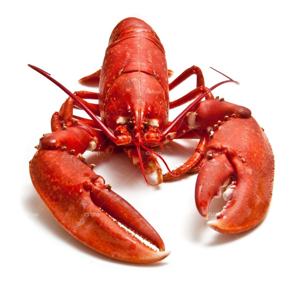 Lobster