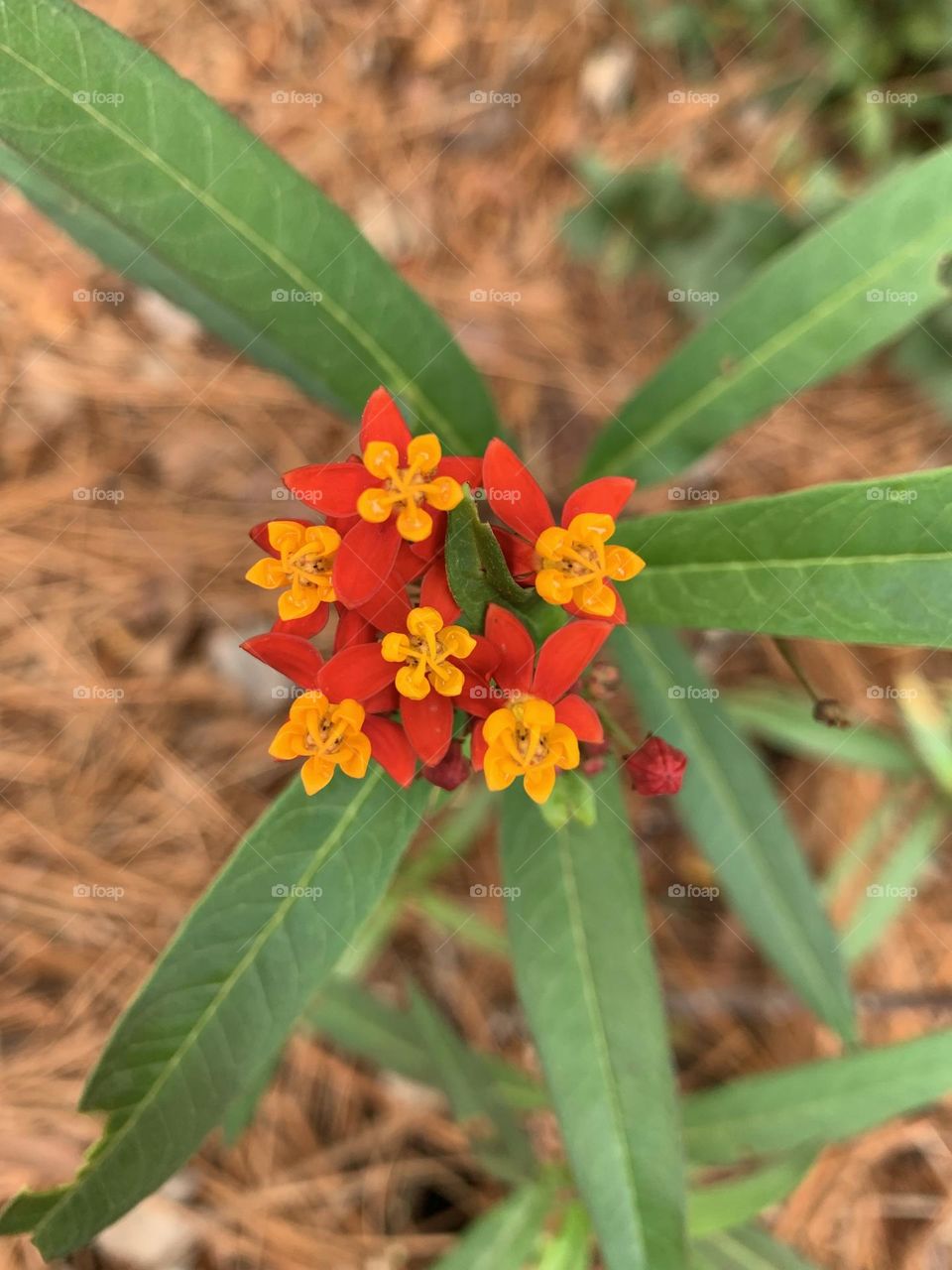 This is spring - Colorful milkweed plant for the monarch butterfly 