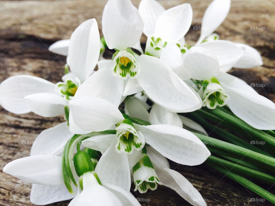 Snowdrops on wooden table