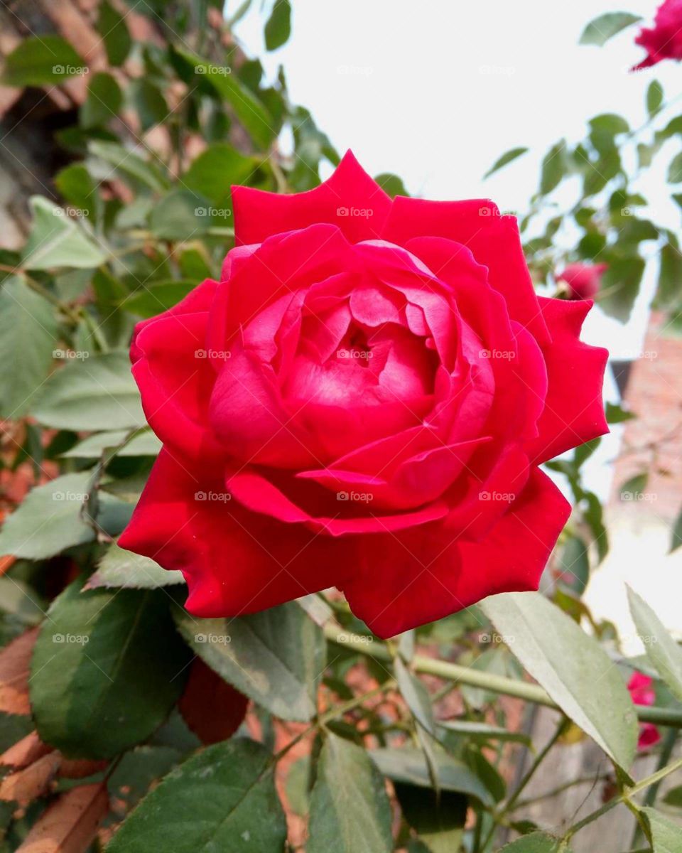 Rose, Flower, Love, Romance, Flora