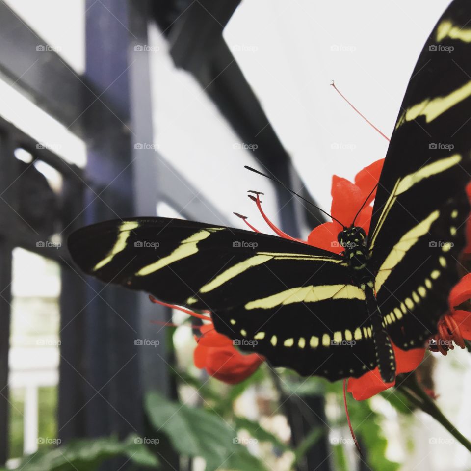 Butterfly 