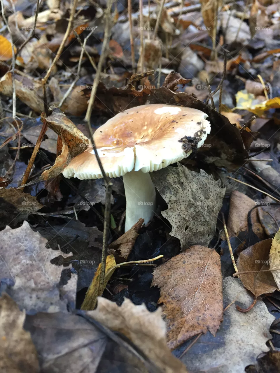 Mushroom 