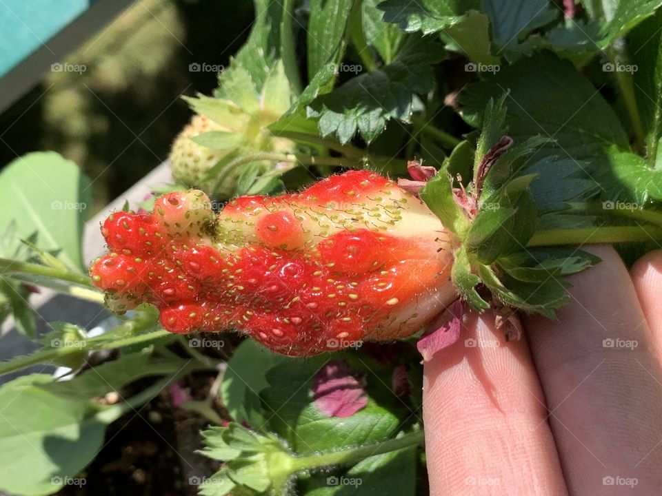 Gimp strawberry in the garden. 