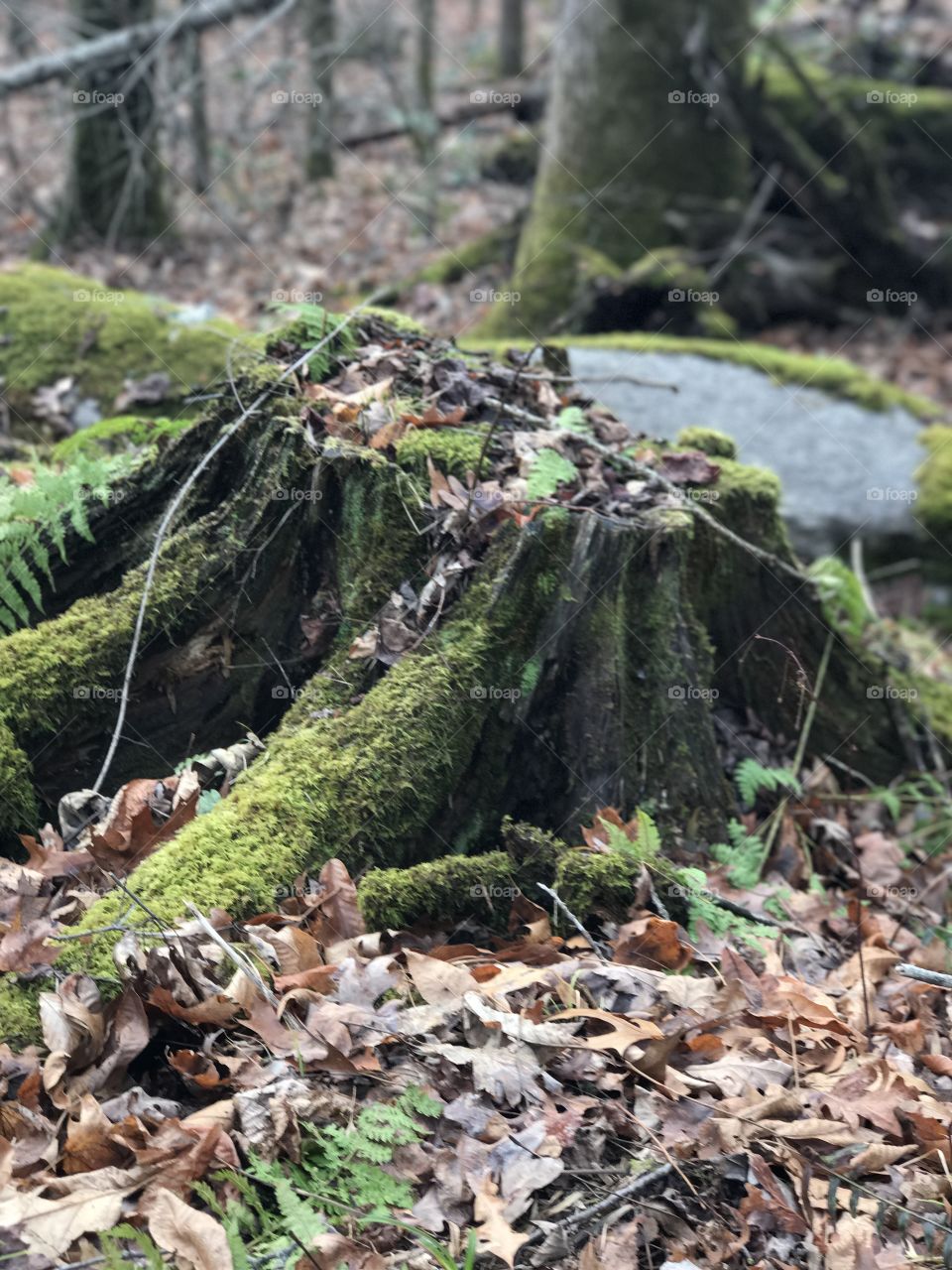 Moss covered trees 