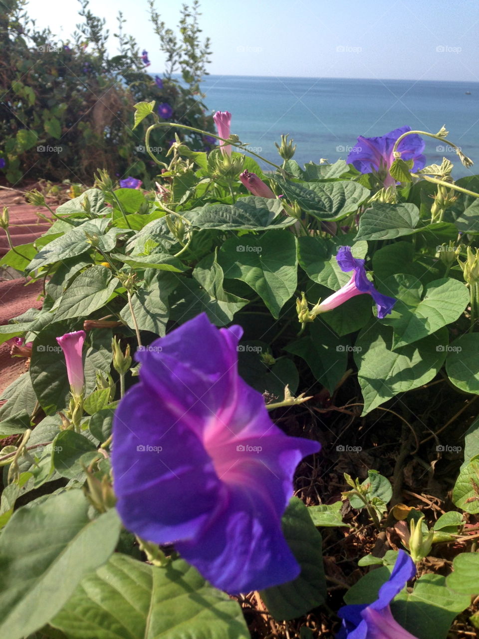 Fiori Sicilia