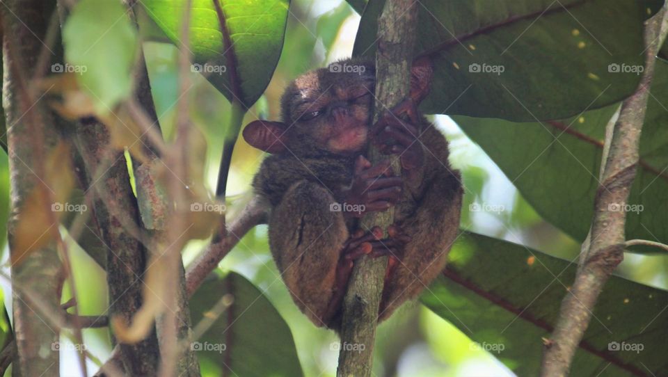 Tarsier