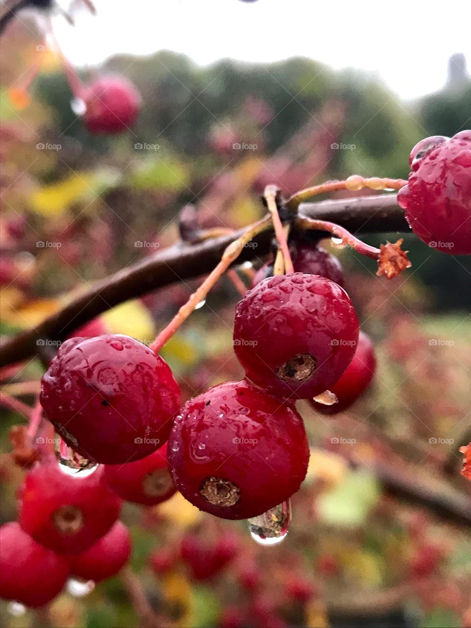 Raindrops on apples