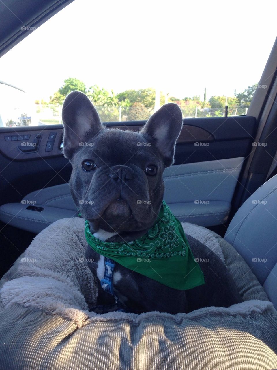 Miles David the frenchie