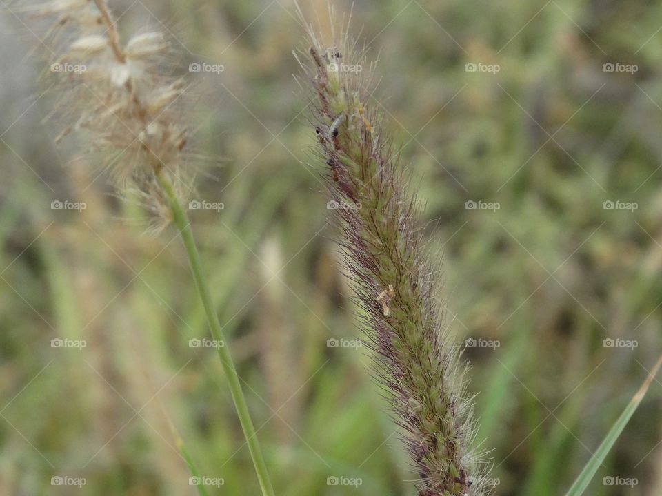 Grass with ant's 