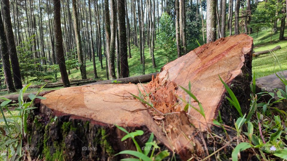 Pine tree stump left over from felling