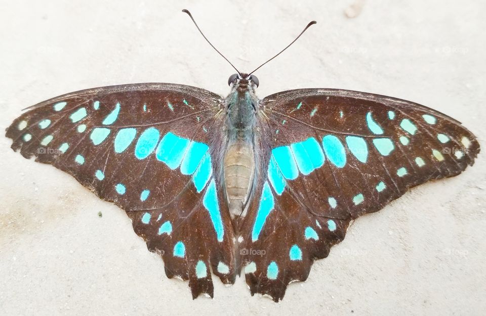 beauty of butterfly